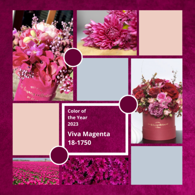 Kwiaty w kolorze roku 2023 Viva Magenta