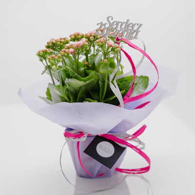 Kalanchoe
